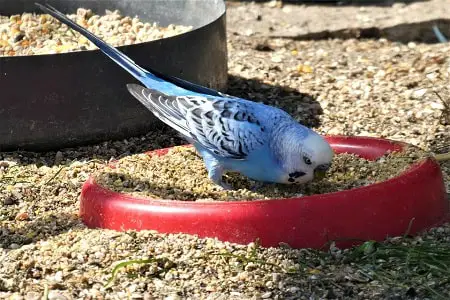 parakeet food