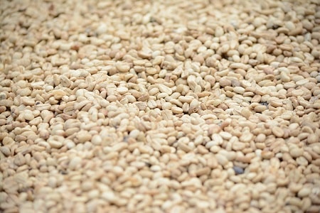 sesame seeds