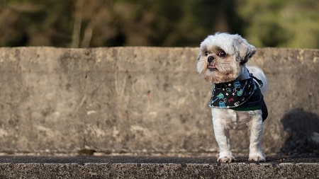 shih tzu