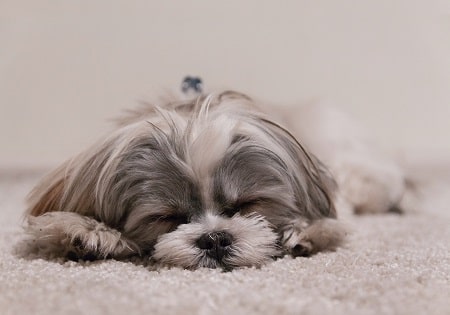 shih tzu