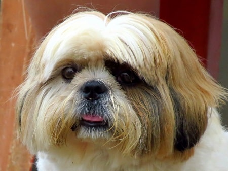 shih tzu