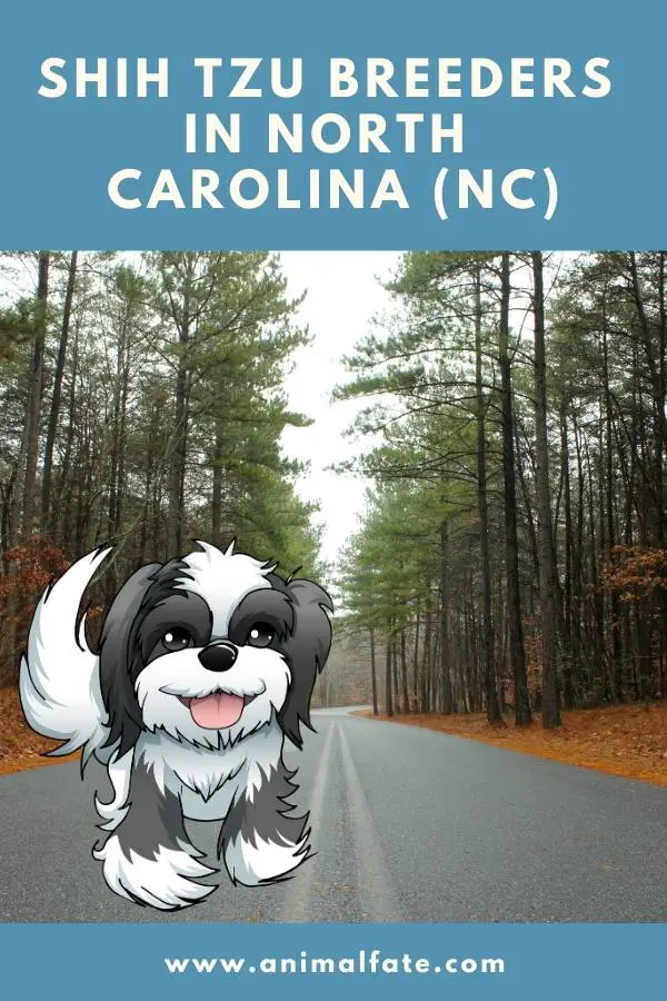 shih tzu breeders in north carolina