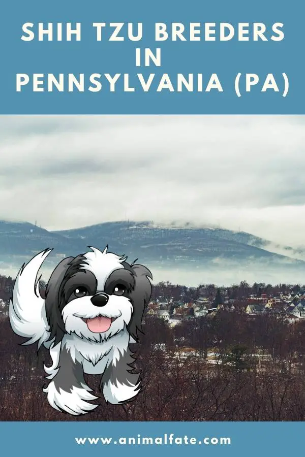 shih tzu breeders in pennsylvania