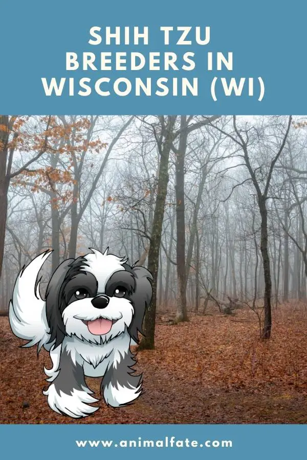 shih tzu breeders in wisconsin