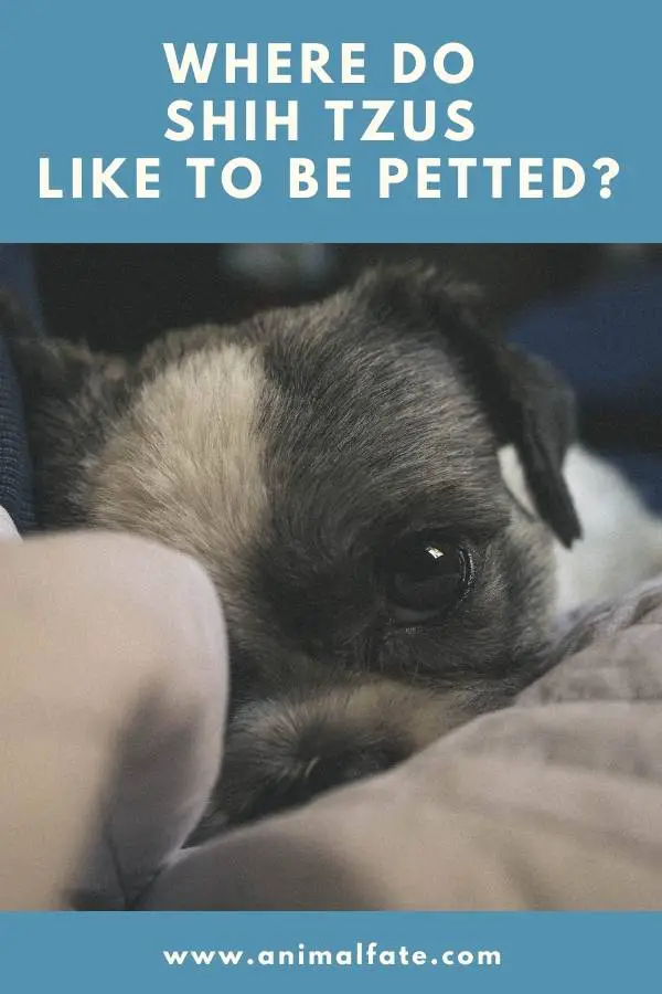 where do shih tzus like to be petted