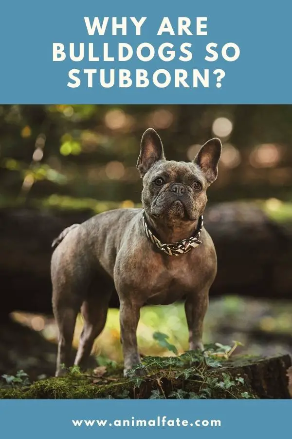 why are bulldogs so stubborn