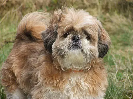 american shih tzu