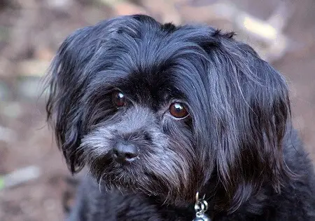 black shih tzu