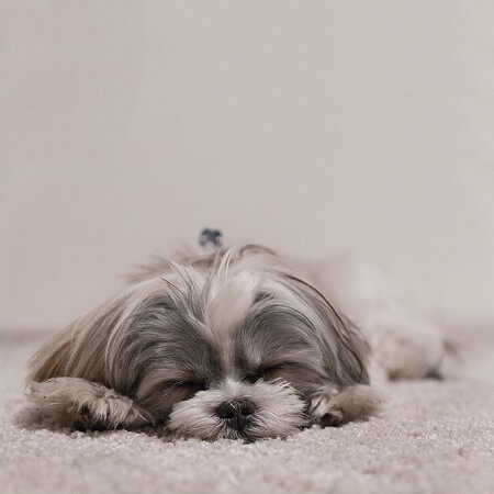 blue eyed shih tzu