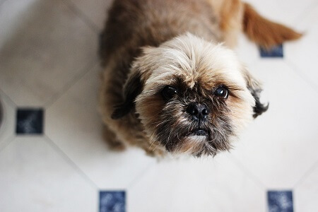 brindle shih tzu