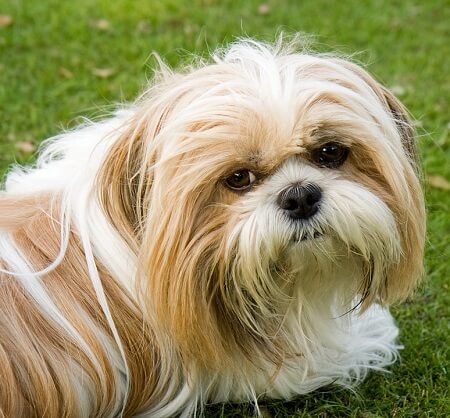 brown shih tzu