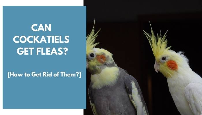 can cockatiels get fleas