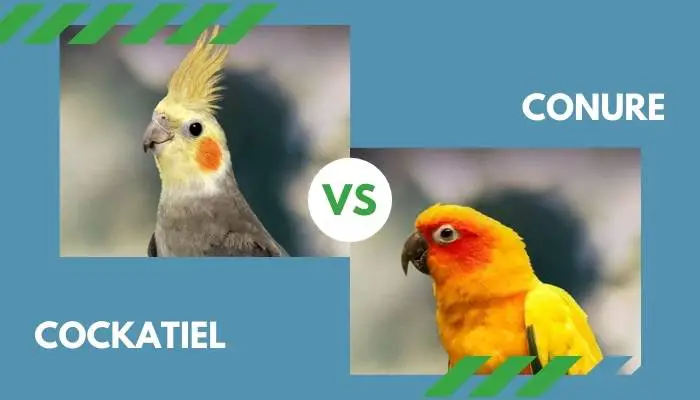 cockatiel vs conure