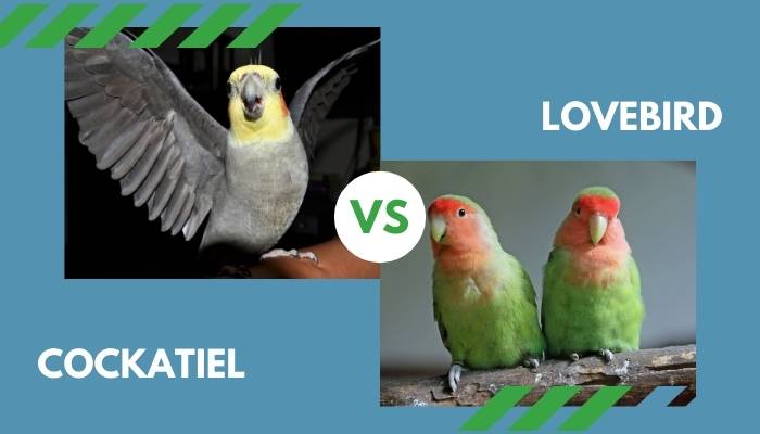 cockatiel vs lovebird