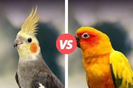 difference between cockatiel and conure