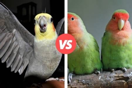 difference between cockatiel and lovebird