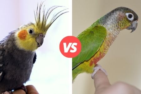 difference between green cheek conure and cockatiel