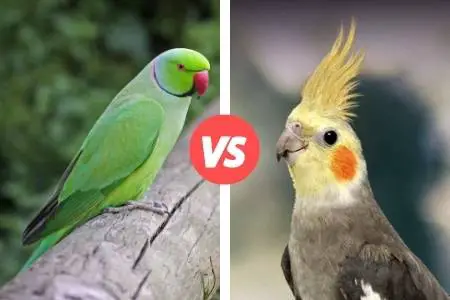 difference between parakeet and cockatiel