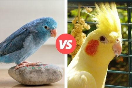 difference between parrotlet and cockatiel