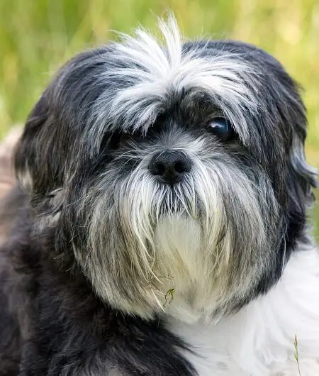 european shih tzu