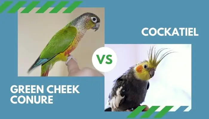 green cheek conure vs cockatiel
