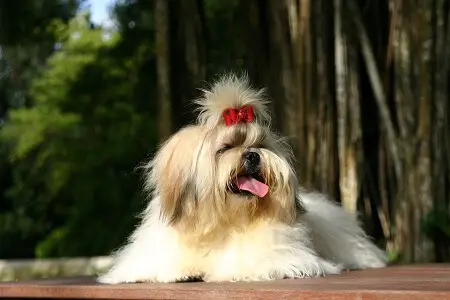 imperial shih tzu