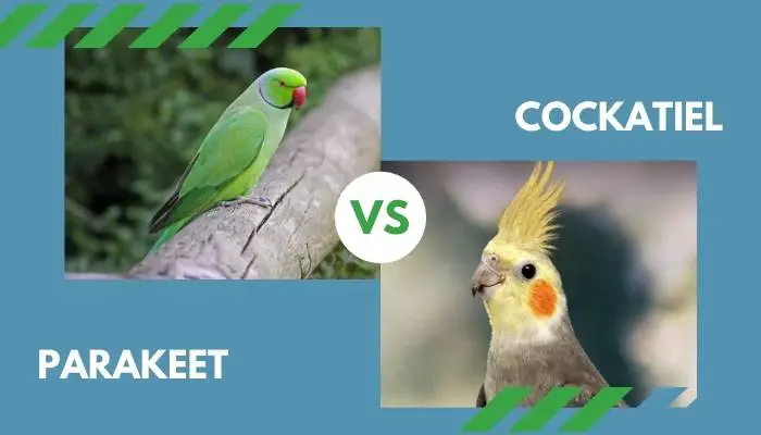 parakeet vs cockatiel