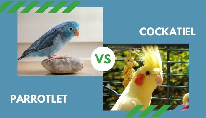 parrotlet vs cockatiel