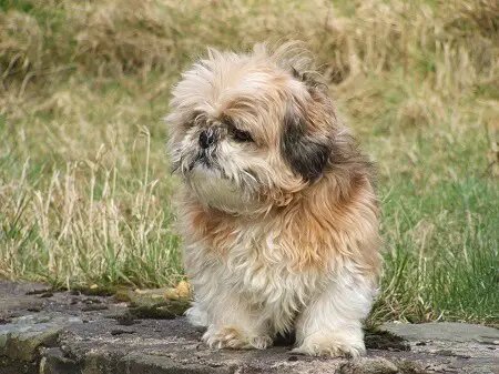 teacup shih tzu