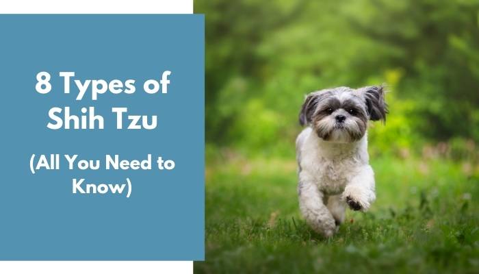 types of shih tzu