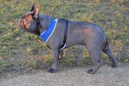 Alapaha Blue-Blood Bulldog