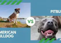 American Bulldog vs. Pitbull (All You Need to Know)