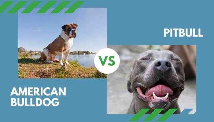 American Bulldog vs. Pitbull