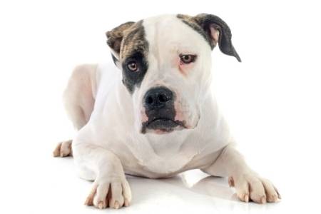 American Bulldog