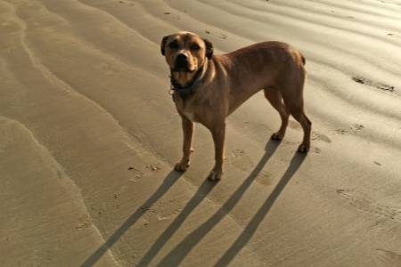 American Mastiff