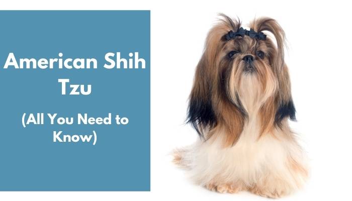 American Shih Tzu dog breed