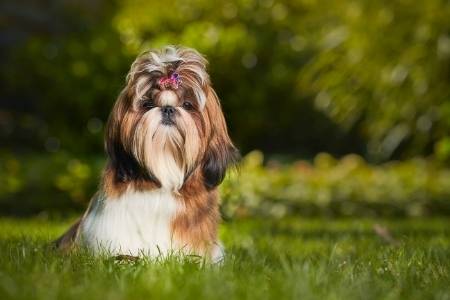 American Shih Tzu dog