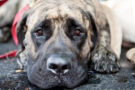 Anatolian Mastiff