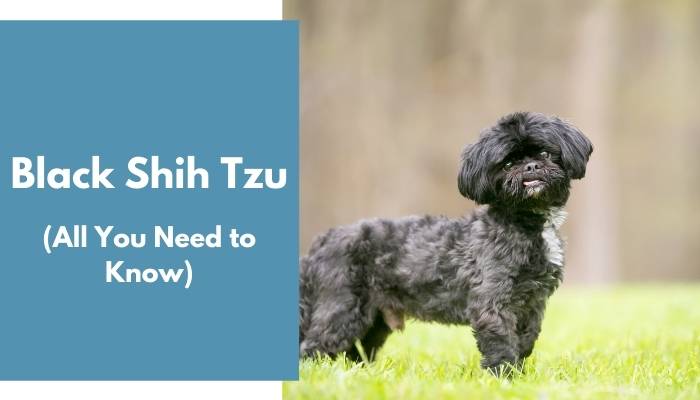 Black Shih Tzu dog breed