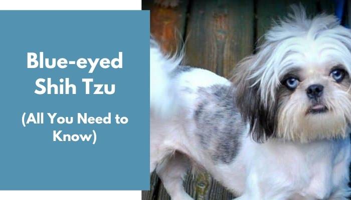 Blue-eyed Shih Tzu dog breed