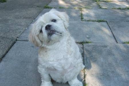 Blue-eyed Shih Tzu dog