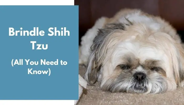 Brindle Shih Tzu dog breed