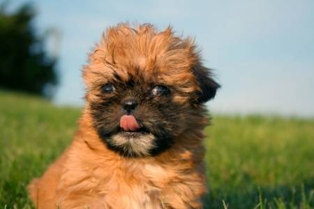 Brindle Shih Tzu dog