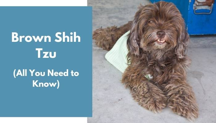 Brown Shih Tzu dog breed