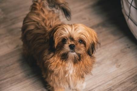 Brown Shih Tzu dog