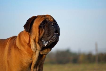 Bullmastiff