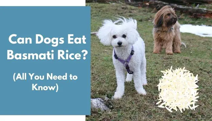 Can Dogs Eat Basmati Rice