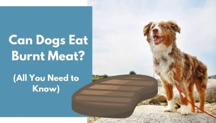 Can Dogs Eat Burnt Meat