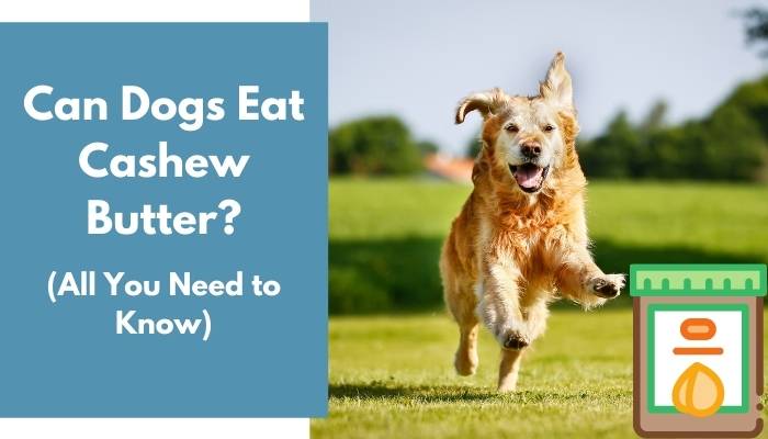 Can Dogs Eat Cashew Butter