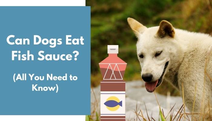 Can Dogs Eat Fish Sauce